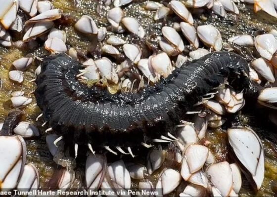 Stinging Creatures Invade Texas Beaches- What You Need to Know