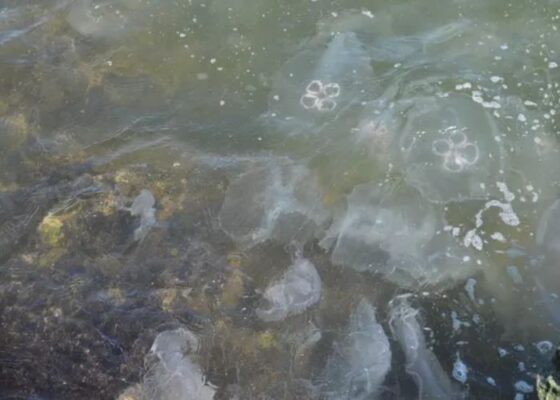 Moon Jellyfish Flood Texas Beaches- What’s Causing the Invasion?