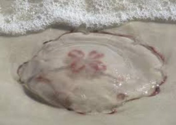 Galveston Beaches Overrun with Jellyfish- Is It Safe to Swim?